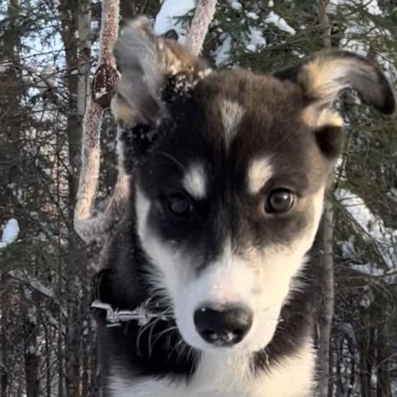 Meet your Posher, William - Picture 1 of 1